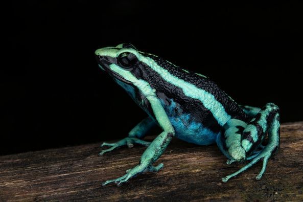 pleasing poison frog - Ameerega bassleri