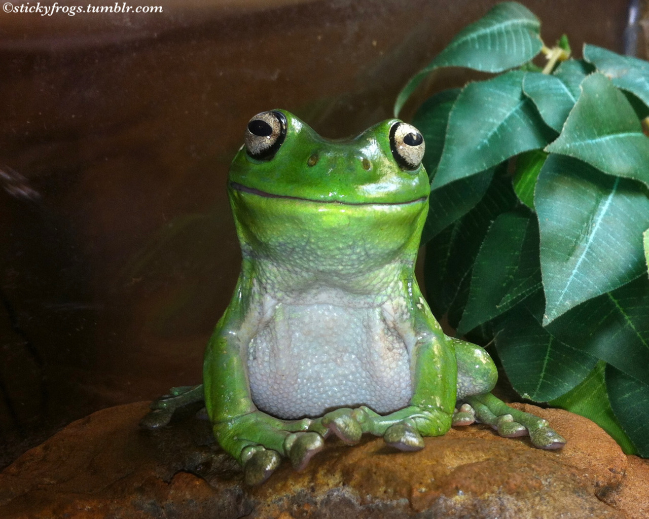 australian green tree frog - Ranoidea caerulea
